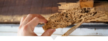 Twinspectors Termite Image