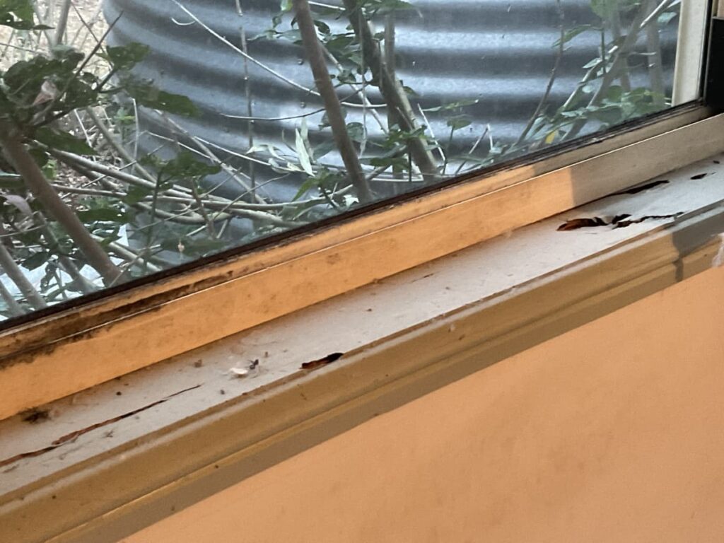 bedroom window termite damage