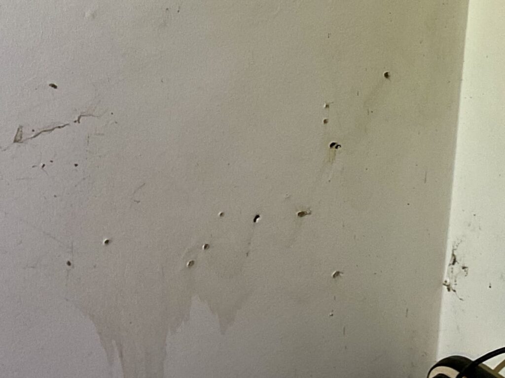 lounge room wall termite damage