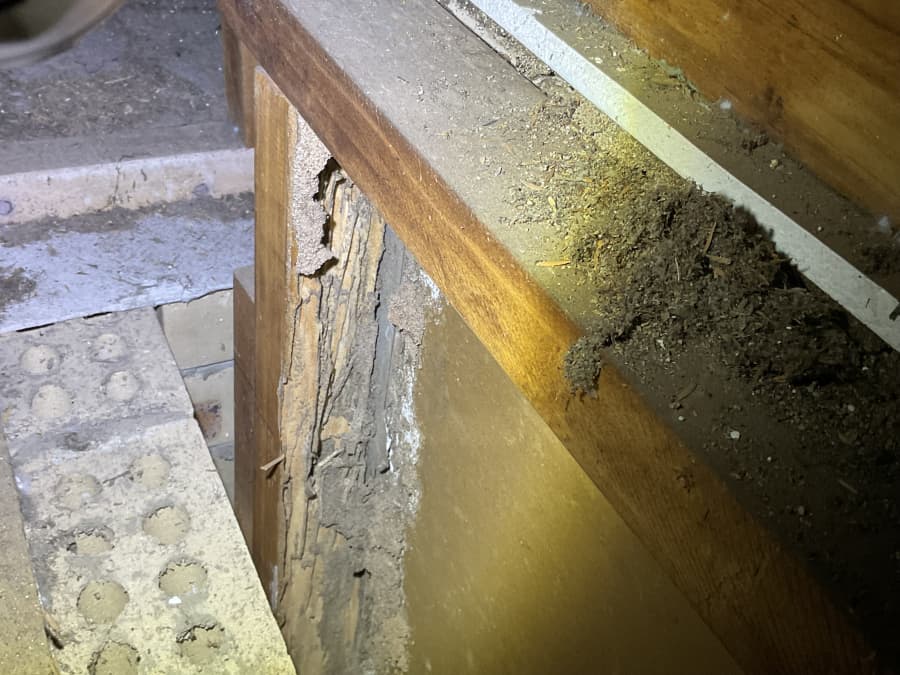 timber termite damage